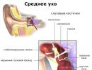 Klausos organo struktūra Žmogaus vidurinės ausies funkcijos yra trumpos ir aiškios