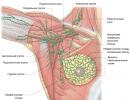 Betennelse i lymfeknuter under armhulen - årsaker, bilder, behandling og medisiner