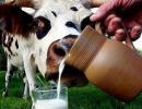 Naudingos pieno savybės vaikams: kontraindikacijos, nauda ir žala