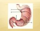 Atonie žaludku: příznaky, diagnostika a léčba Léky na atonii žaludku