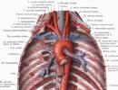 Průdušnice a průdušky: topografie, struktura, funkce, krevní zásobení, inervace, regionální lymfatické uzliny