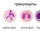 Kiek leukocitų kraujyje yra laikoma normaliu ir nuo ko tai priklauso Normalus leukocitų kiekis kraujyje